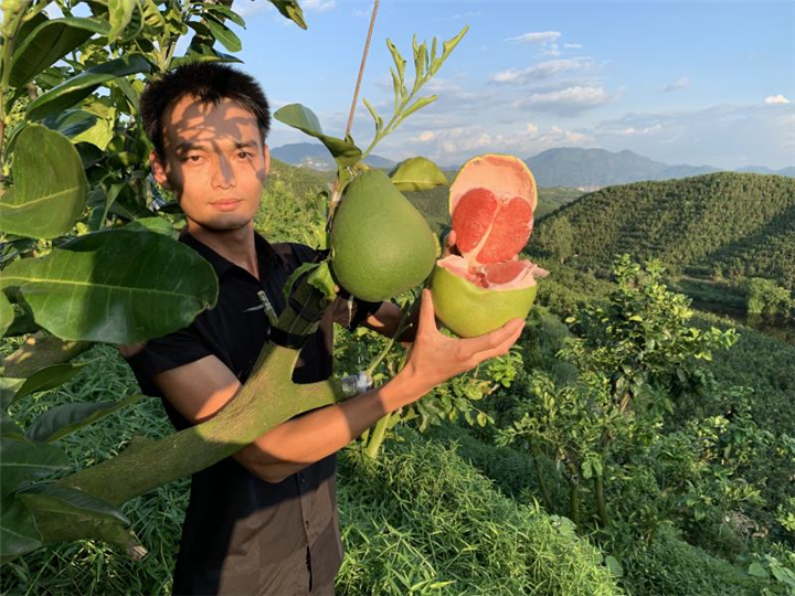 泰国红宝石柚苗供应