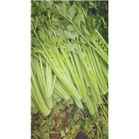 优质芹菜