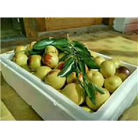 优质冬枣 