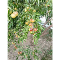 优质冬枣