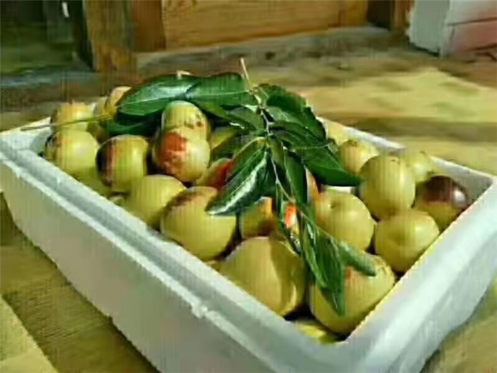 优质冬枣 