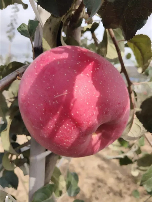 苹果苗基地直销 