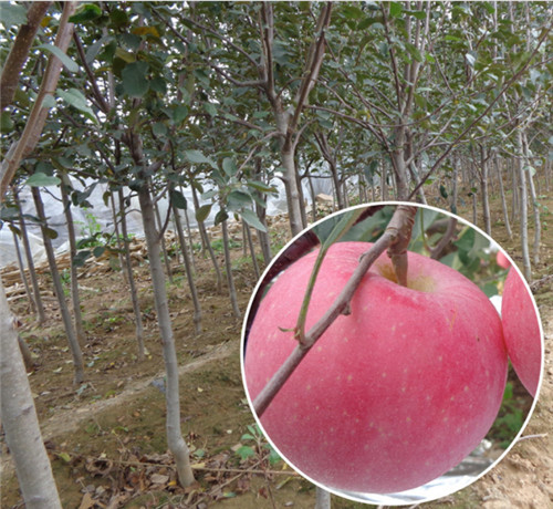 泰安苹果苗生产基地 