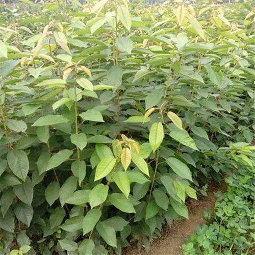 河北樱桃苗 