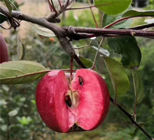 滨州苹果苗报价 