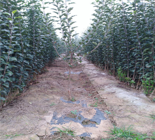 菏泽苹果苗价格 