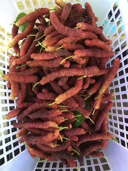 果桑苗 