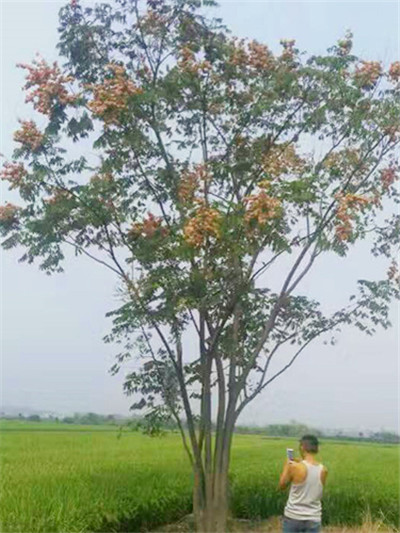 湖南栾树 