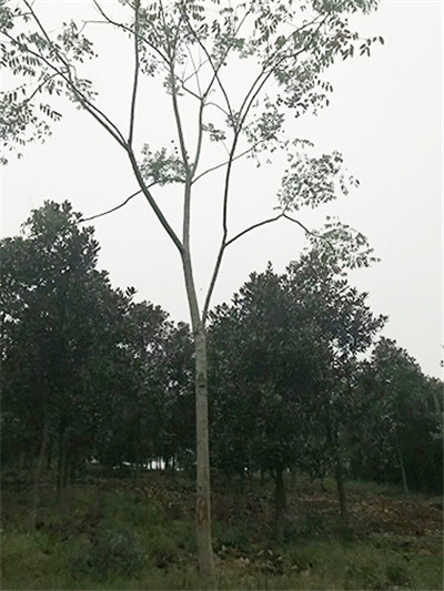 湖南栾树基地 