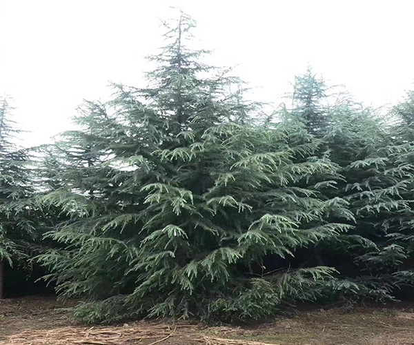 河南雪松基地如何培养外形优质的雪松