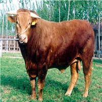 优质牛肉 