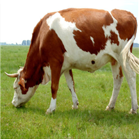优质牛肉 