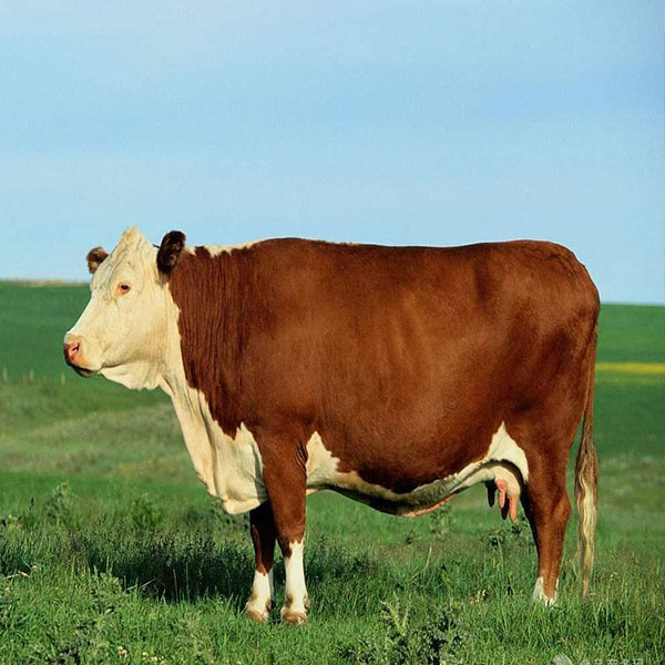 优质牛肉 