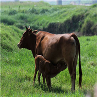 优质牛肉 