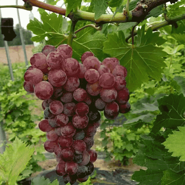 优质葡萄 