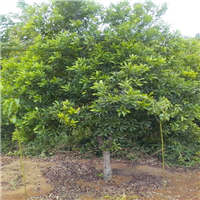 通道杨梅树
