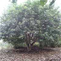 通道杨梅树