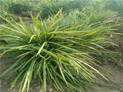 山东麦冬草