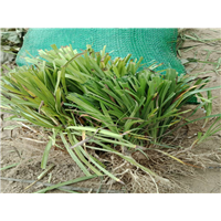 山东麦冬草