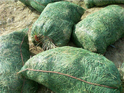 河北工程麦冬草