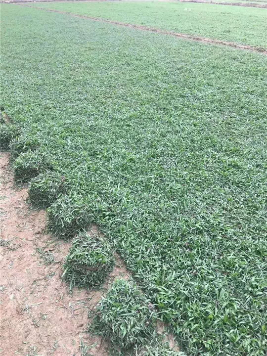 广州大叶油草电话 
