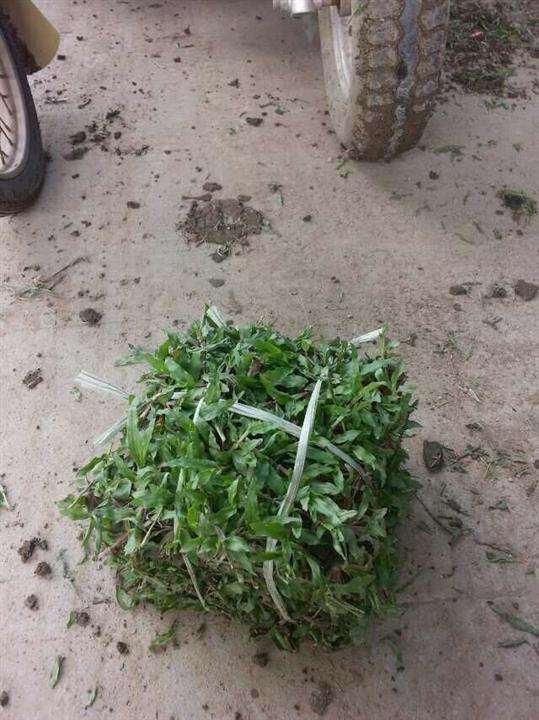 广州大叶油草坪 