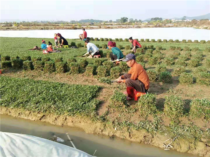 广州大叶油草坪种植 