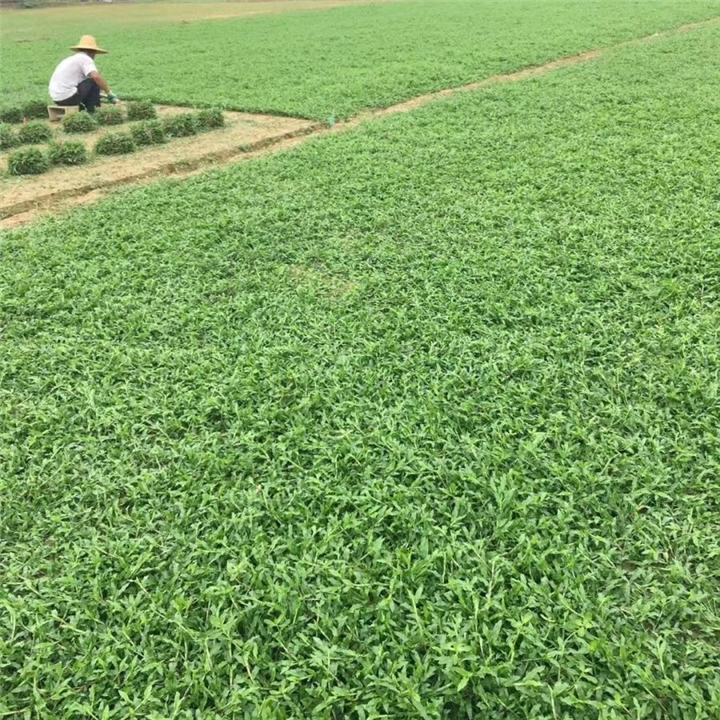 广州大叶油草皮 