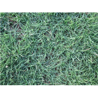 广州大叶油草供应 