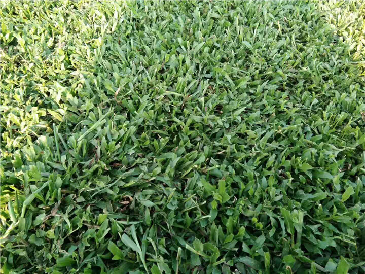 广州大叶油草皮种植 