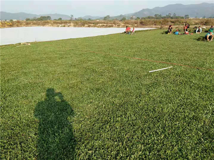 广州大叶油草坪基地 