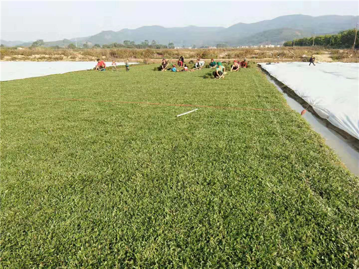 广州大叶油草皮基地 