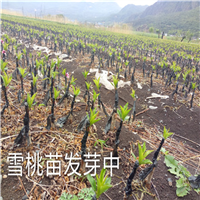 云南丽江雪桃苗