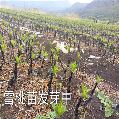云南丽江雪桃苗