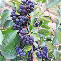 辽宁黑果花楸 