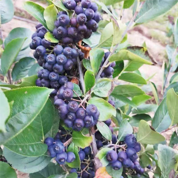 辽宁黑果花楸 