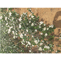 黑果腺肋花楸 