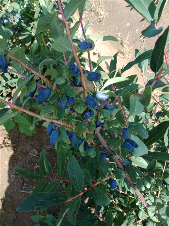 辽宁蓝靛果基地 