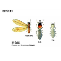 南昌商超杀鼠上门服务电话多少