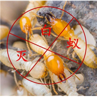 西安灭白蚁M西安白蚁防治W威克洁白蚁消杀