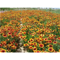北京供应天人菊