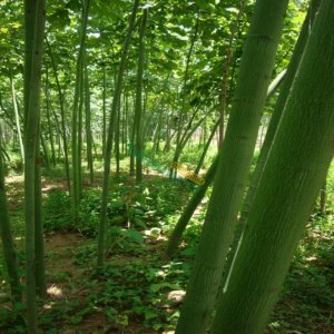 绍兴青桐批发