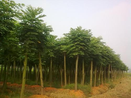 丽水白腊批发