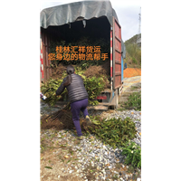 桂林到沈阳整车运输
