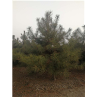 吕梁油松种植基地