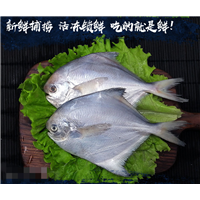 野生鲳鱼新鲜冷冻海鱼