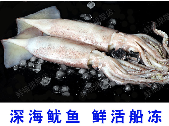 超大鱿鱼鲜活冷冻新鲜鱿鱼大鱿鱼尤鱼水产 