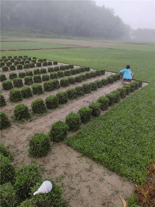 广州草皮基地 