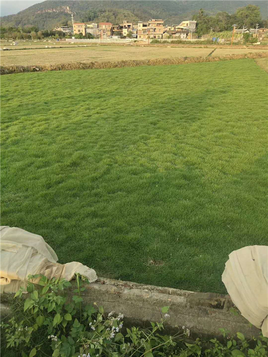 广东湛江草坪 