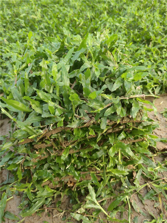 广东大叶油草 